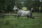 Arabian horse runs over the meadow