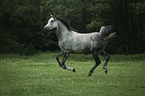 Arabian horse runs over the meadow