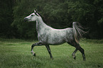 arabian horse runs over the meadow
