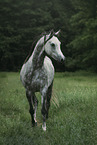 arabian horse on the meadow