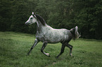 arabian horse runs over the meadow