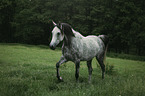 arabian horse runs over the meadow