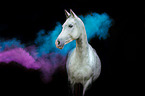 Arabian horse with holi powder