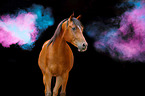 Arabian horse with holi powder