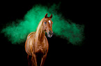 Arabian horse with holi powder