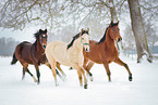 arabian horses in the snow