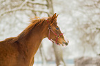 arabian horses in the snow