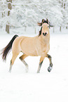 arabian horses in the snow