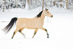 arabian horses in the snow