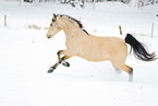 arabian horses in the snow