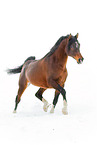 arabian horses in the snow