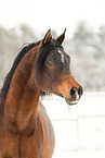 arabian horses in the snow