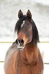 arabian horses in the snow
