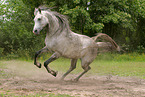 galloping arabian horse