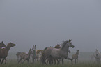 herd of horses