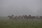 herd of horses