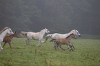 herd of horses