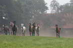 herd of horses