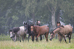 herd of horses