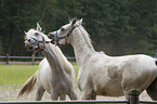 arabian horses