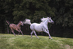 arabian horses