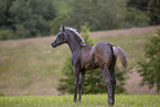 arabian horse foal