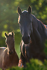 arabian horses