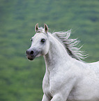 arabian stallion