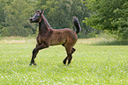 arabian foal