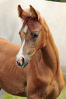 arabian foal