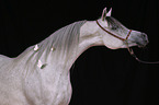 arabian mare