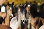 young arabian horses