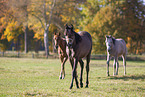 young arabian horses