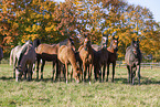 young arabian horses