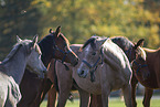 young arabian horses