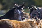 young arabian horses