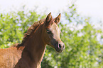 arabian horse foal