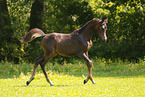 arabian horse foal