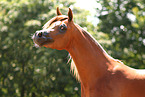 arabian horse mare