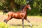 arabian horse stallion