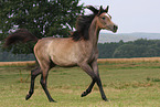 arabian horse mare