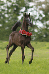 arabian horse foal