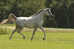 arabian horse mare