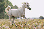 arabian horse mare