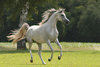 arabian horse mare