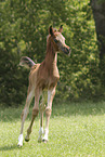 arabian horse foal