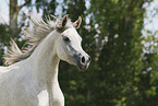 arabian horse mare