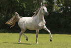 arabian horse mare