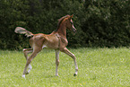 arabian horse foal