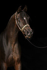 arabian horse mare